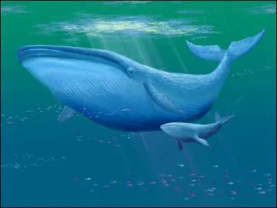 Comment traduit-on le mot "baleine" en anglais ?