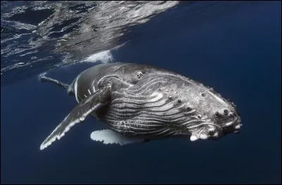 Quelle est cette espèce de baleine ?