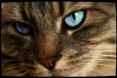 Dans le cycle 4, qui visite les rêves de plusieurs chats de différents clans ?