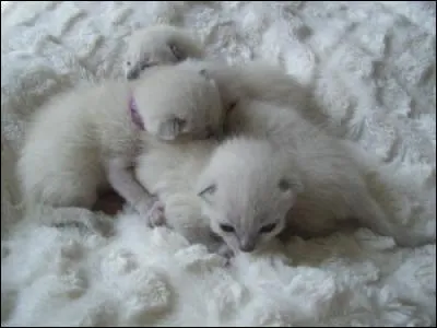 Combien Nuage de Colombe a-t-elle de frères ou de sœurs ?