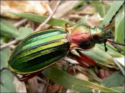 Cet insecte est très utile au jardinier car il se nourrit de limaces et d'escargots. Mais qui est-il ?