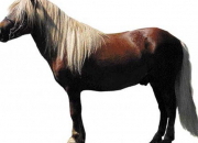 Quiz Galop 2 : races de poneys