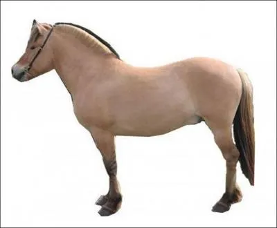 Je viens de la Norvge, la couleur de ma robe est toujours isabelle. Je mesure entre 1m35 et 1m45. Qui suis-je ?