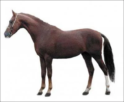 Je suis issu de plusieurs croisements dans le but de reproduire une race de sport. Harmonieux, je mesure entre 1m25 et 1m47. Qui suis-je ?