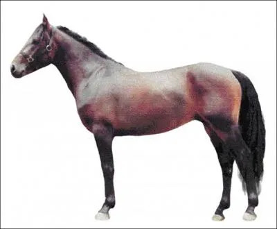 Autrefois appel Barthais, je suis originaire des Landes. D'allure noble, trs marqu de sang arabe, je mesure entre 1m18 et 1m47. Qui suis-je ?