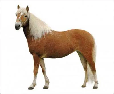 Je suis natif du Tyrol en Autriche. Ma robe est toujours alezan crins lavs. Je mesure entre 1m35 et 1m47. Qui suis-je ?