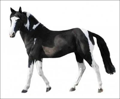 Originaire du Pays Basque, ma robe est bai, alezan ou pie. Je mesure entre 1m15 et 1m47. Qui suis-je ?