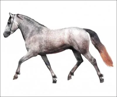 D'origine irlandaise, ma robe est souvent gris clair et je mesure entre 1m33 et 1m45. Je suis trs sportif. Qui suis-je ?