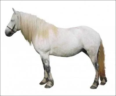 Je viens des 'Hautes Terres' en Ecosse. Ma robe peut tre de diffrentes couleurs. Je mesure entre 1m32 et 1m47. Je suis trs robuste. Qui suis-je ?