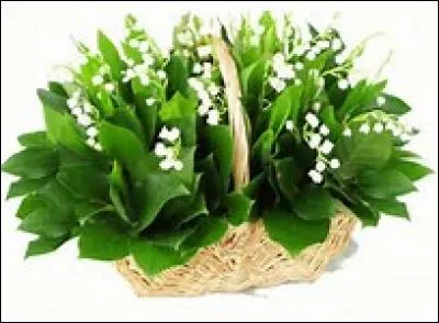 Si vous voulez planter du muguet dans votre jardin, quand allez-vous le faire ?