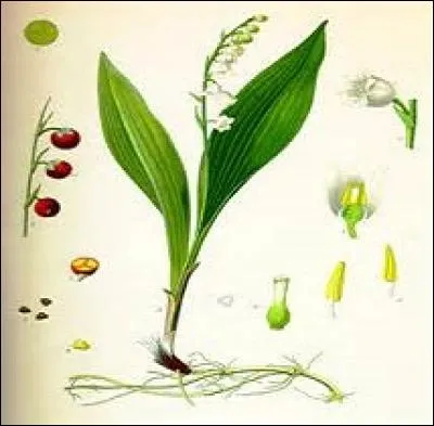 De quel type est la racine du plant ?