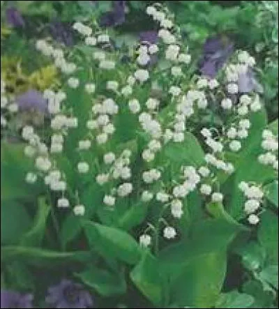 Quel autre nom porte le système racinaire ?