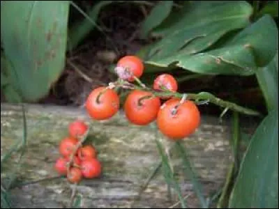 Ces baies rouges sont-elles les fruits du muguet ?