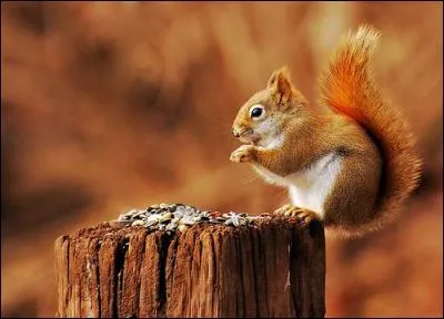 De quelle famille sont les écureuils ?