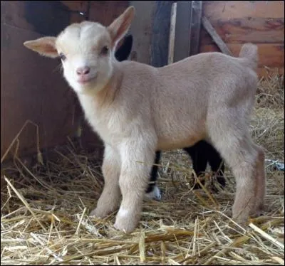 Comment s'appelle le bébé de la chèvre et du bouc ?