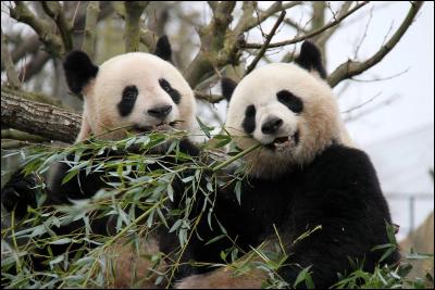 Comment s'appellent les deux pandas ?