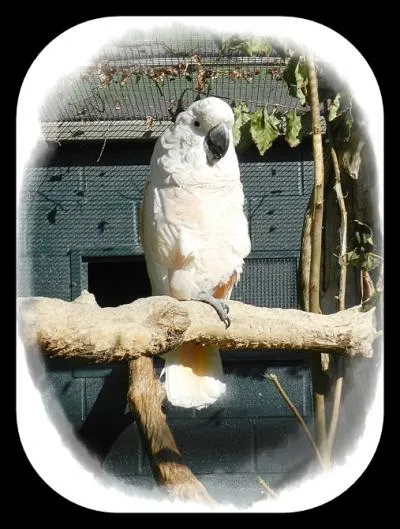 Comment s'appelle le perroquet qui parle ?