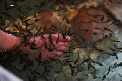 Dans la cité des immortels, comment s'appelle le centre de pédicure ?