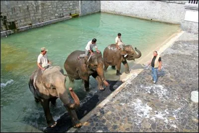 Les éléphant sont lavés ..............par jour au printemps et en été.