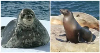 Y a-t-il des phoques ou des otaries ?