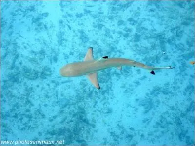 Quel est ce requin ?