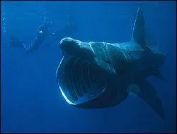 Quel est ce requin ?