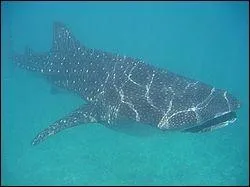 Quel est ce requin ?