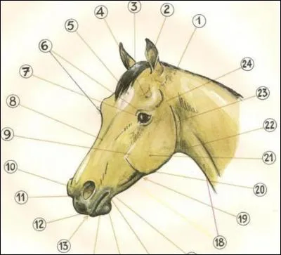 Quel est le nom du numéro 19 ?