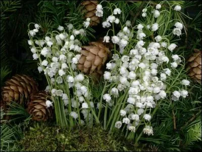 Combien comptez-vous de pommes de pain ?