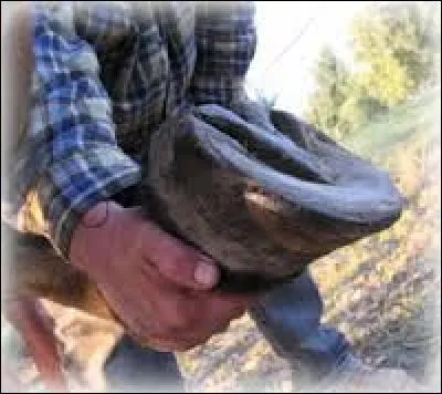 Qu'est-ce qu'un "pied de cheval" quand il ne s'agit pas de l'extrémité de la jambe de l'animal ?