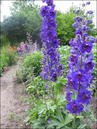 Quel est l'autre nom du delphinium, renonculacée pouvant atteindre deux mètres de haut ?
