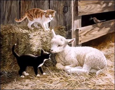 L'agneau regarde un chat. Lequel ?