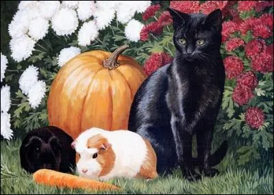 Quels rongeurs vont manger la carotte ?