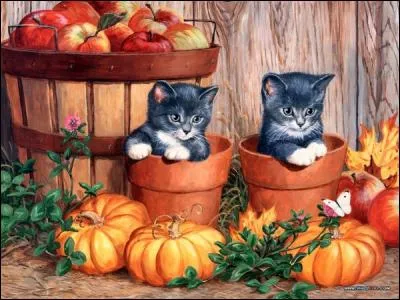 Que regardent les deux chatons ?