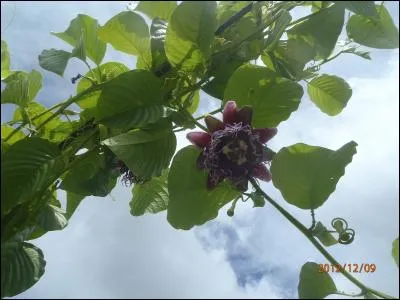 Cette fleur devrait vous inspirer le mot cach&eacute;, un indice : Maracudja !
