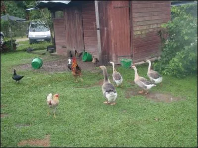 Trouvez le verbe correspondant aux oiseaux les plus gros, sur la photo !