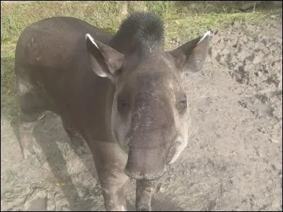 Verbe correspondant &agrave; l'animal de la photo !