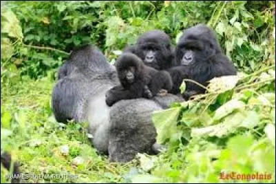 Si une mère gorille vient à mourir, les bébés seront gardés par :