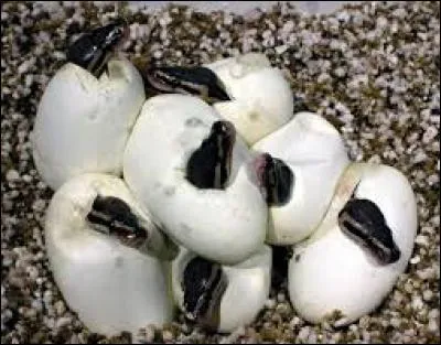 La femelle python pond ses ufs sur le sol ensuite, elle les :