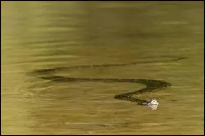 Les pythons sont arrivés sur des petites îles asiatiques :