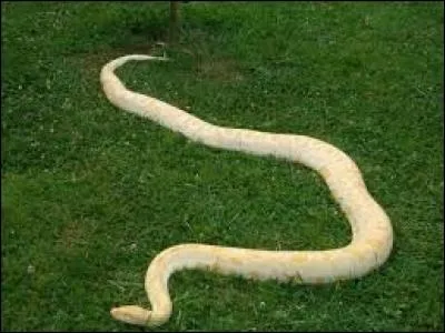 Les gros serpents sont tués pour leur viande mais surtout :