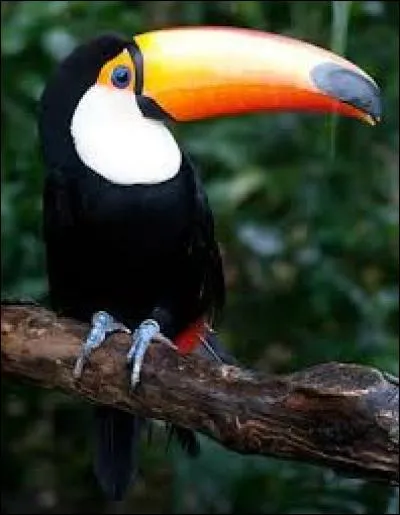 On pense que le grand bec du toucan sert surtout :