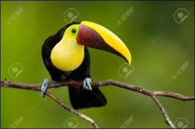 Le toucan "de Swainson" a le bec jaune et brun. Et comme d'autres toucans, il a :