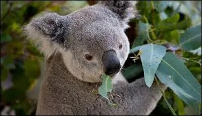 Le koala mange des feuilles :
