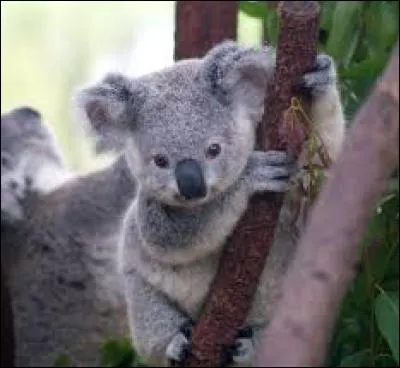 Le koala passe toute sa vie dans les arbres. Il passe d'un arbre à l'autre :