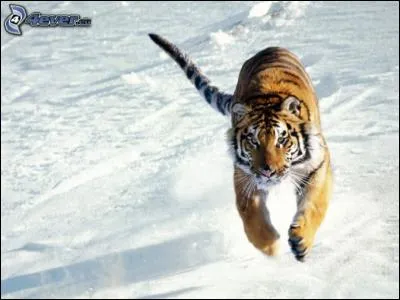 Les maharadjahs, grands rois en Inde, chassaient le tigre :