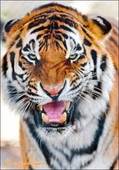 En Asie, on a tué beaucoup de tigres :