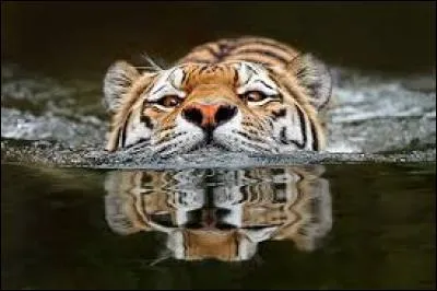 Les chats n'aiment pas l'eau. Et les tigres :