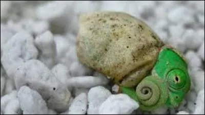 Le caméléon naît dans un uf puis il va grandir :