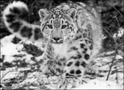 Au Tibet, vit une panthère qui possède une épaisse fourrure. On l'appelle :